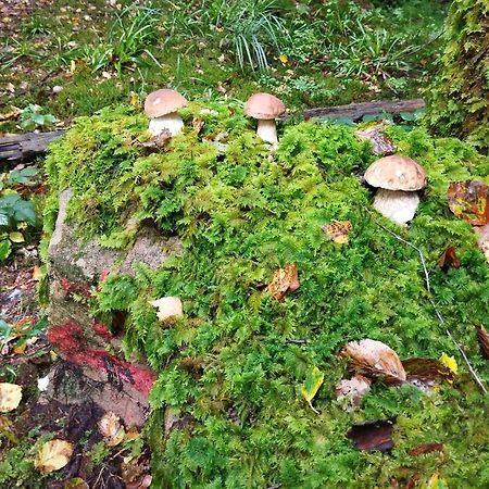 Gite De Rarounette Au Coeur Des Vosges Celles-sur-Plaine Buitenkant foto