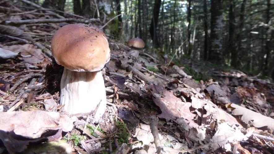 Gite De Rarounette Au Coeur Des Vosges Celles-sur-Plaine Buitenkant foto