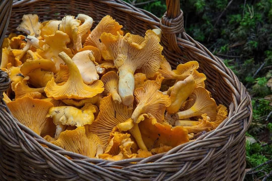 Gite De Rarounette Au Coeur Des Vosges Celles-sur-Plaine Buitenkant foto